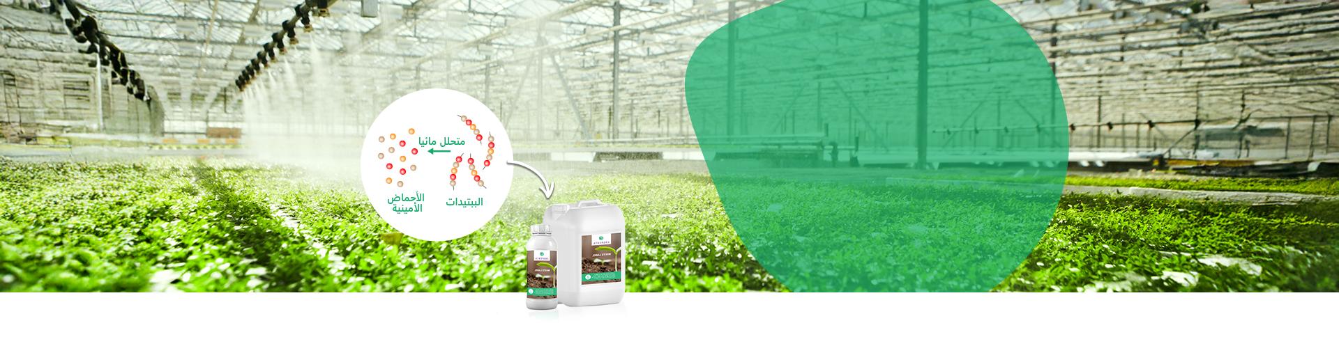 حلول L-أمينو عالية الكفاءة