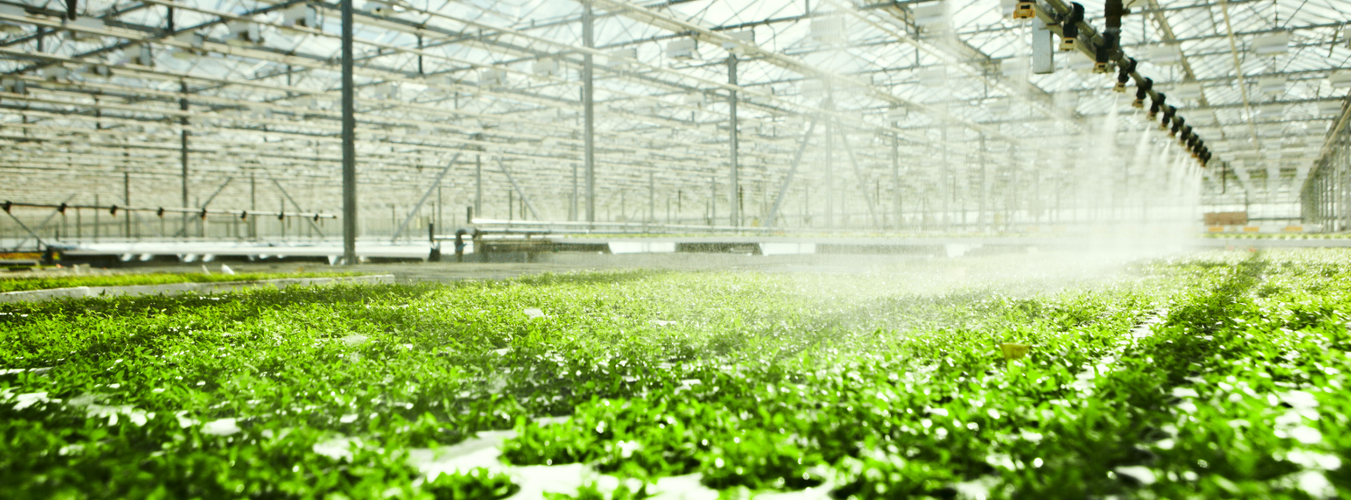 Plant resilience
support higher yields