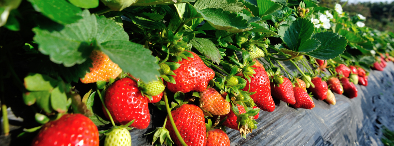 Building blocks for growth
resilient plants, stronger yields!