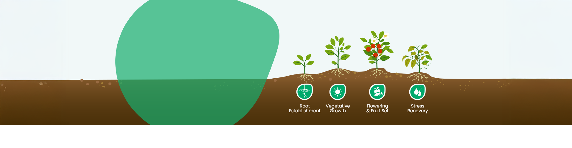 Fertilizantes e bioestimulantes de alto desempenho
