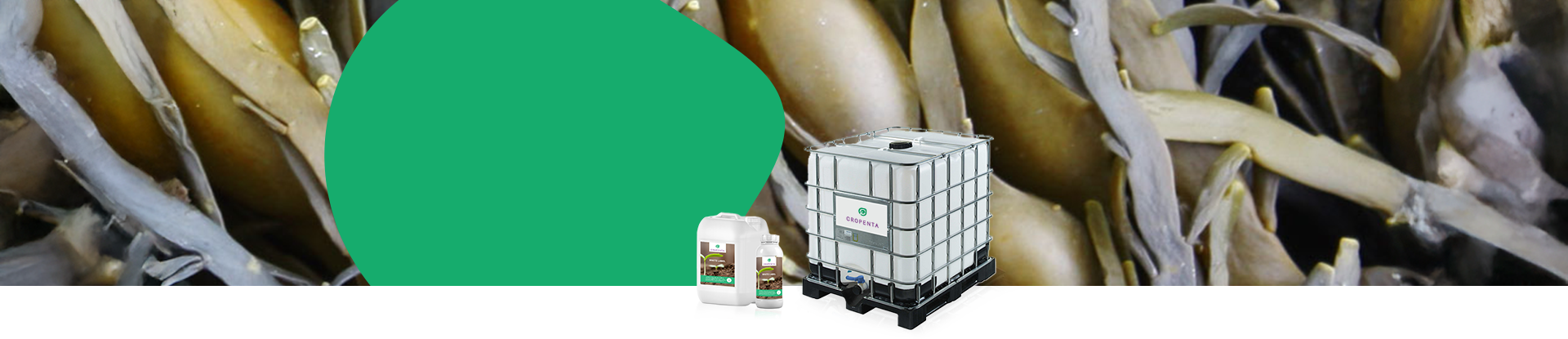Seaweed Extract
