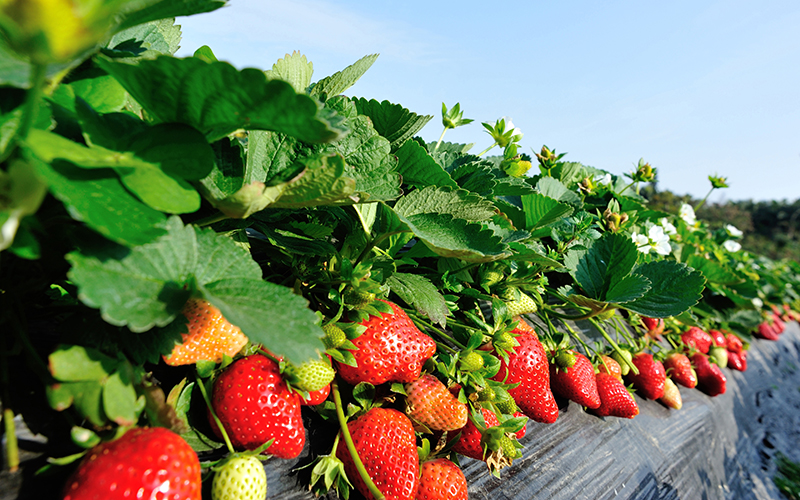 Cropenta about us img 2